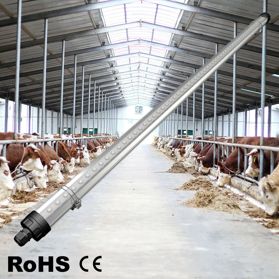 cow house lighting