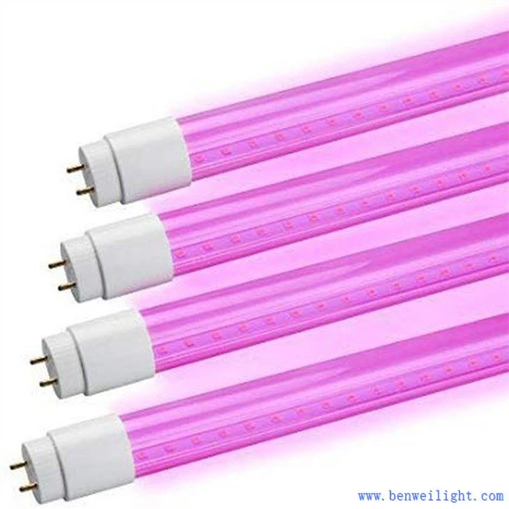 grow light and tent