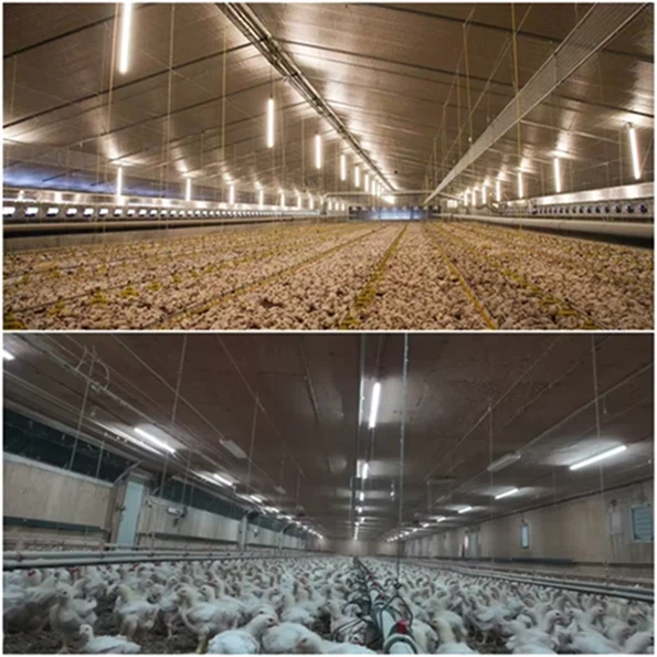 IP67 waterproof poultry equipment lighting, red and white dual-color switchable LED light for poultry farms. high quality