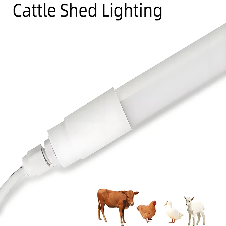 cow shed lighting cow shed lighting